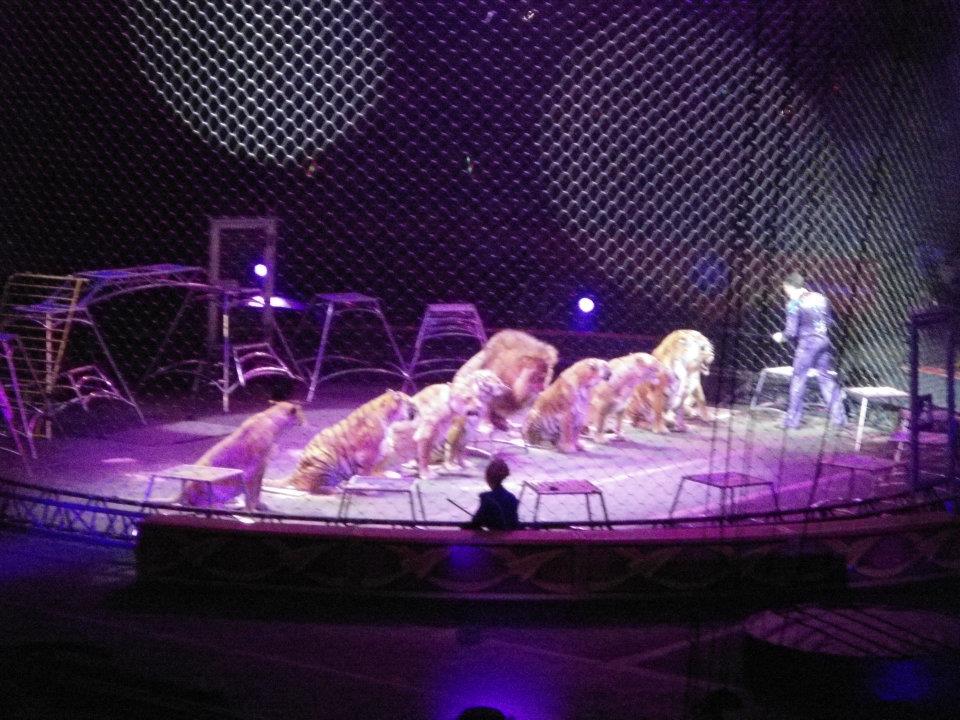 F.A.T. Food, Adventure & Travel: Ringling Bros. Circus